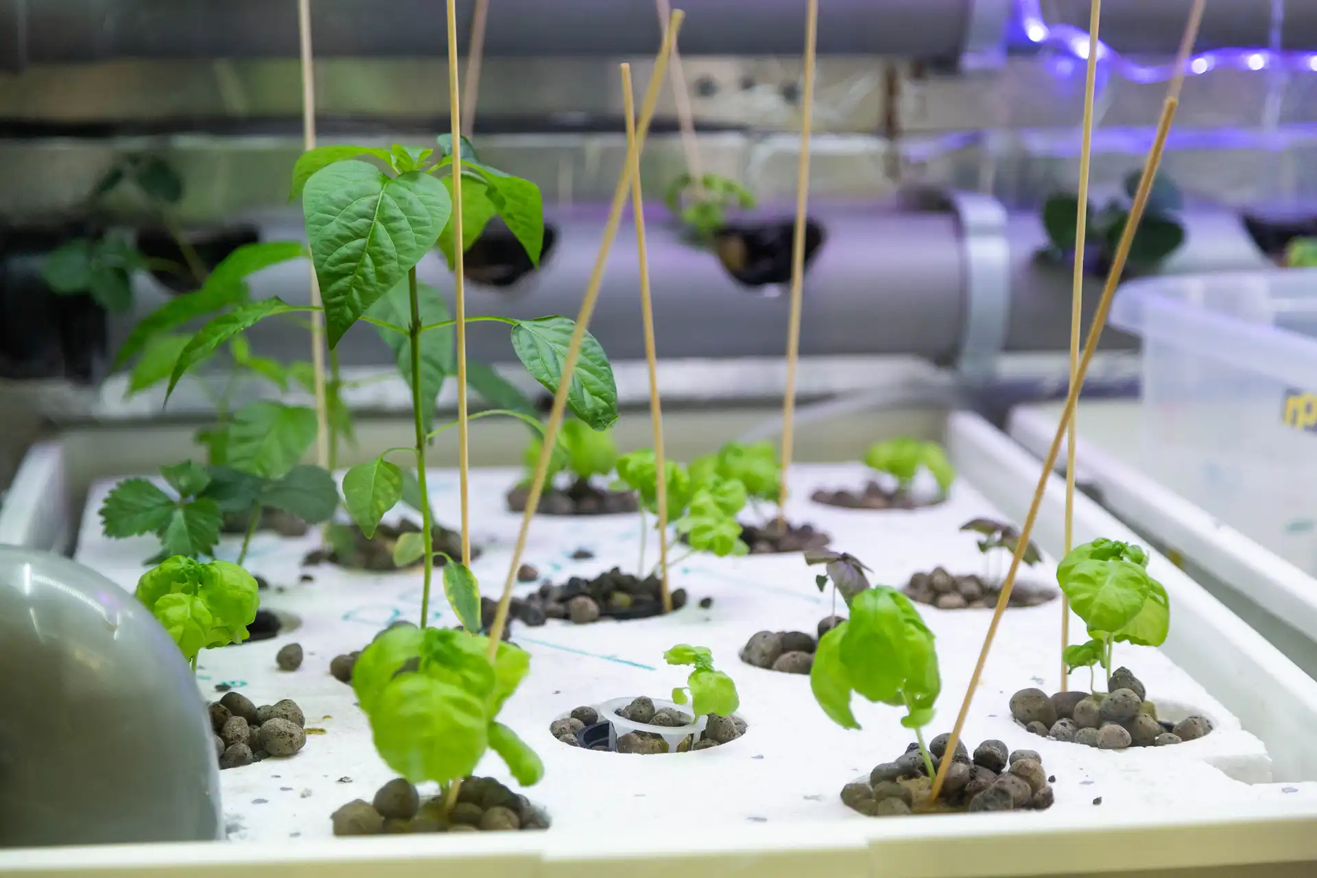 Prototypeplanter
