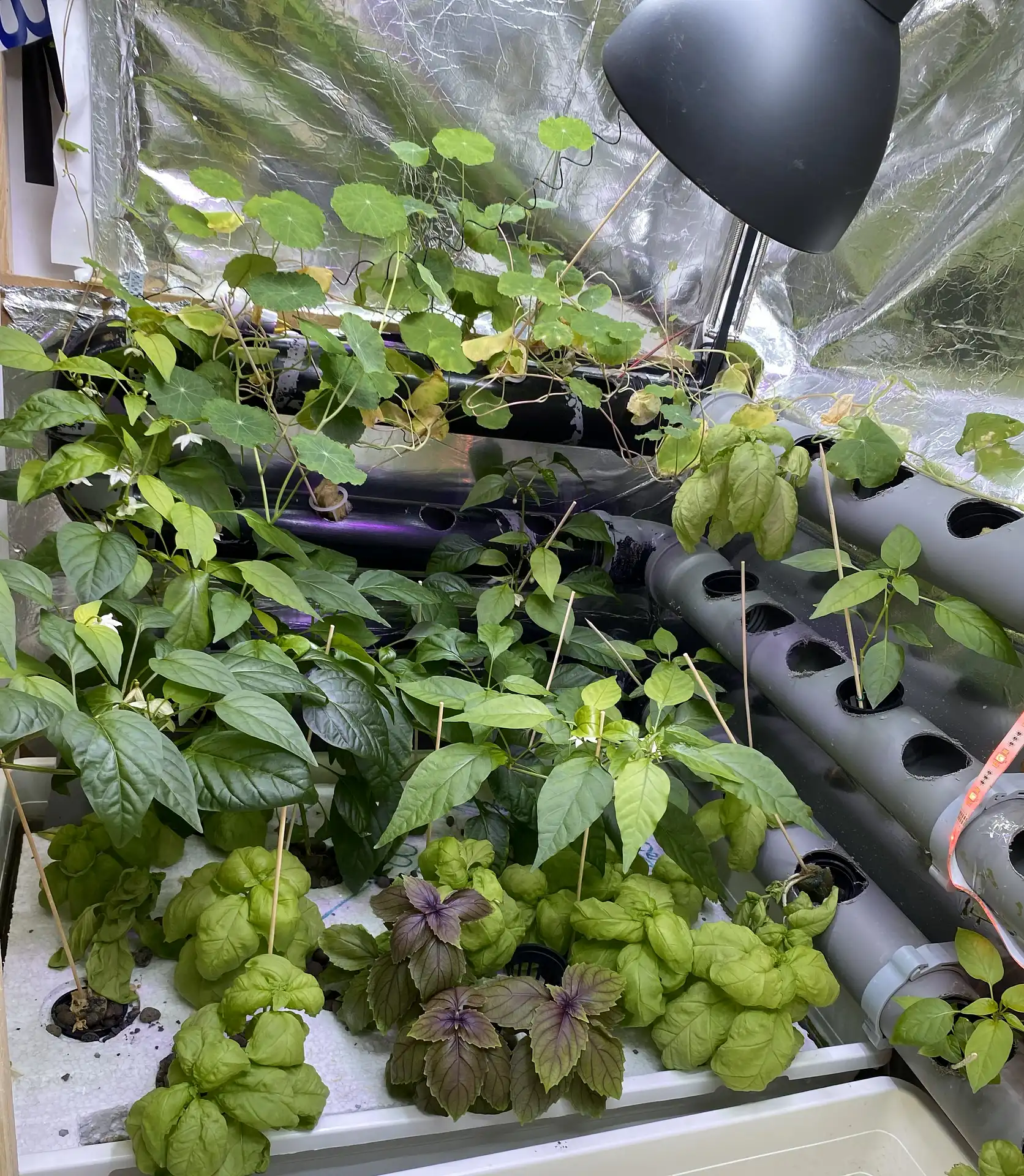 Prototype plants
