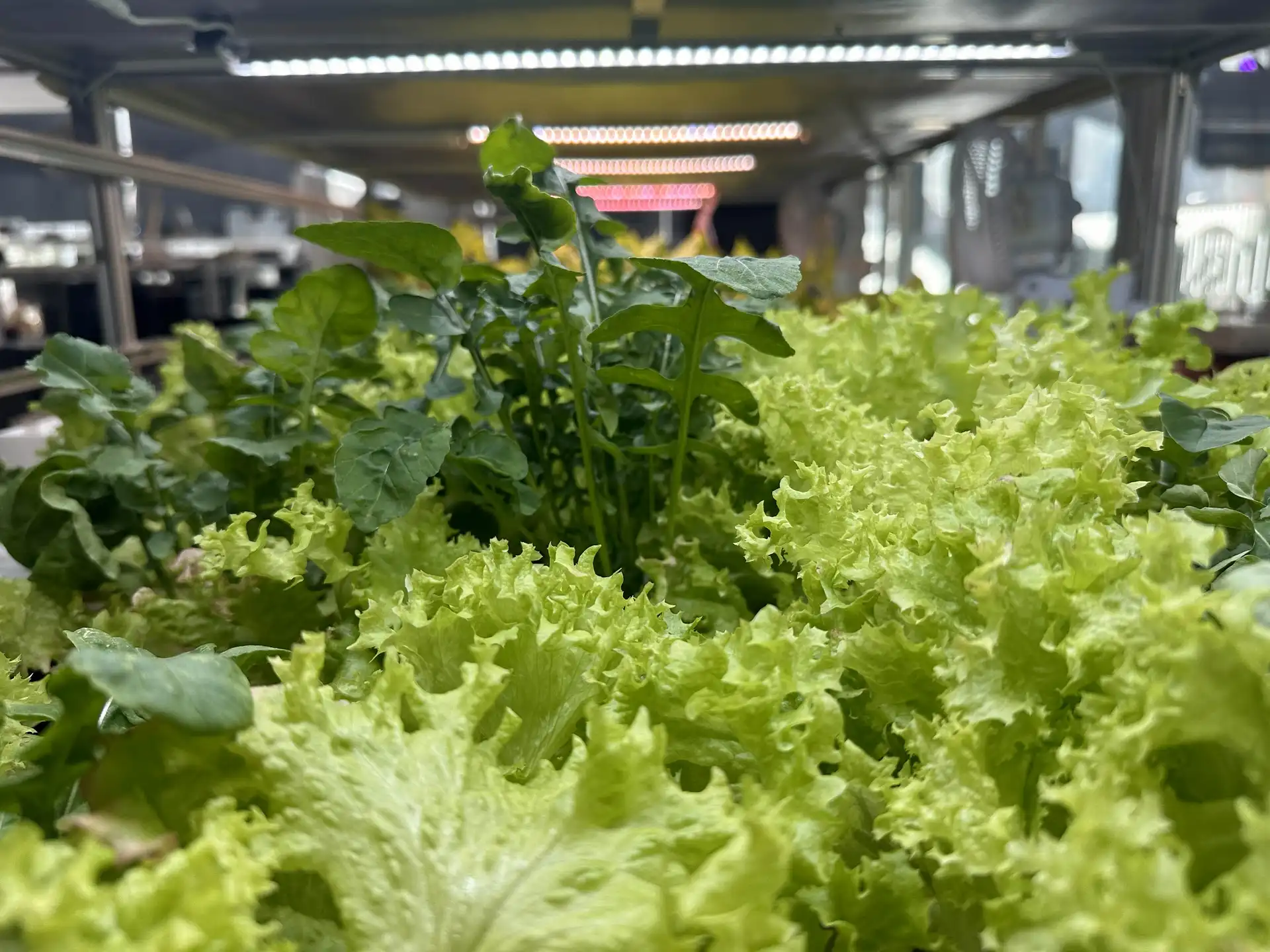 Ruccola høsteresultat