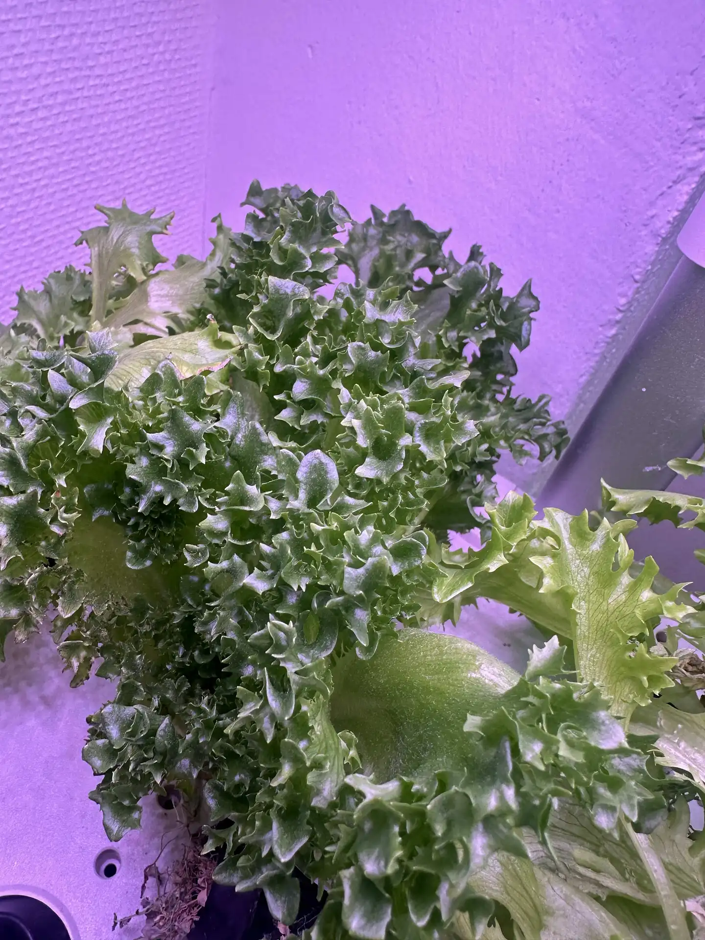 Crispy test batch